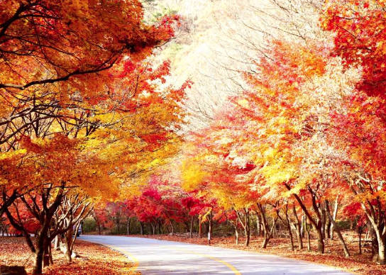 太金國際旅行社的旅遊行程介紹圖片