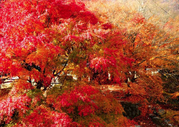 太金國際旅行社的旅遊行程介紹圖片