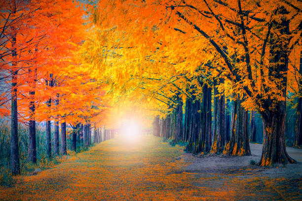 太金國際旅行社的旅遊行程介紹圖片