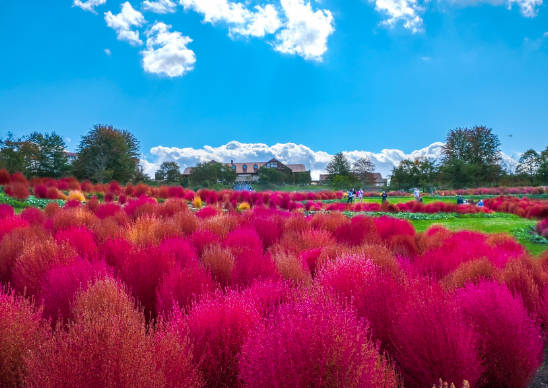 太金國際旅行社的旅遊行程介紹圖片