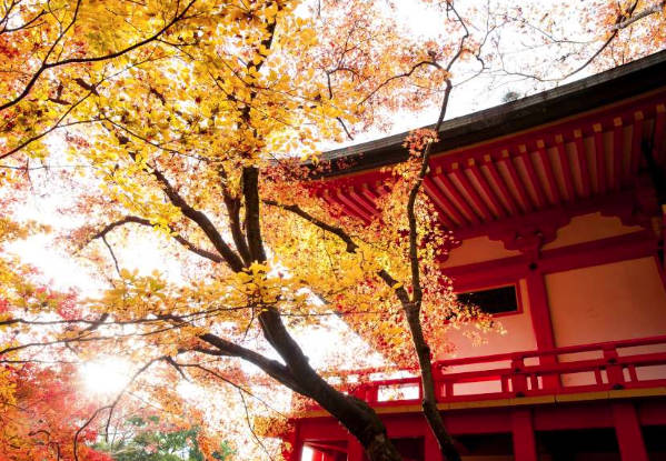 太金國際旅行社的旅遊行程介紹圖片