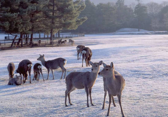 太金國際旅行社的旅遊行程介紹圖片